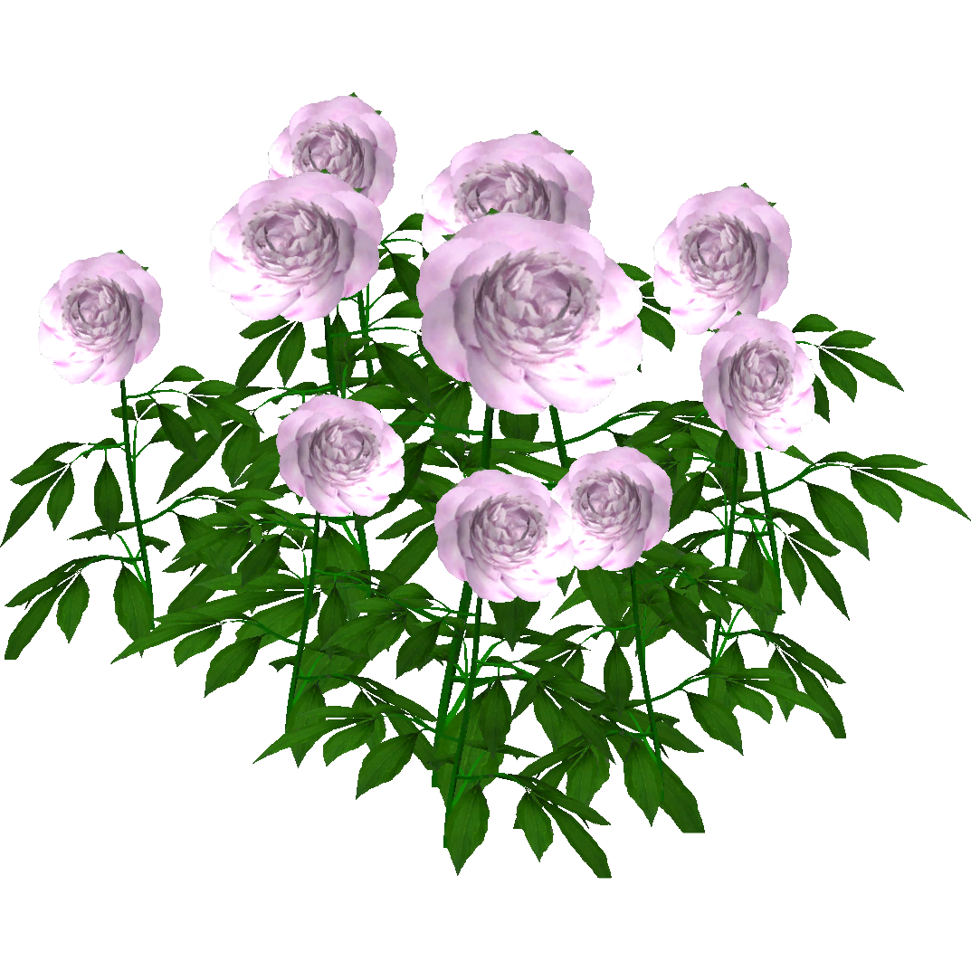 Peonies PNG Pic Background