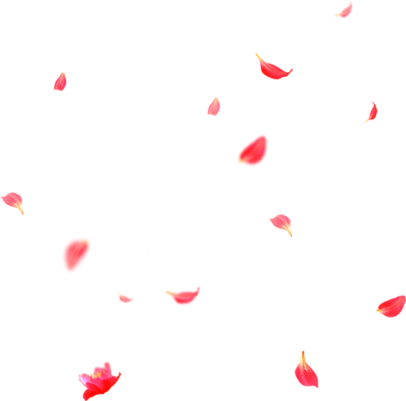 Petals Transparent Free PNG