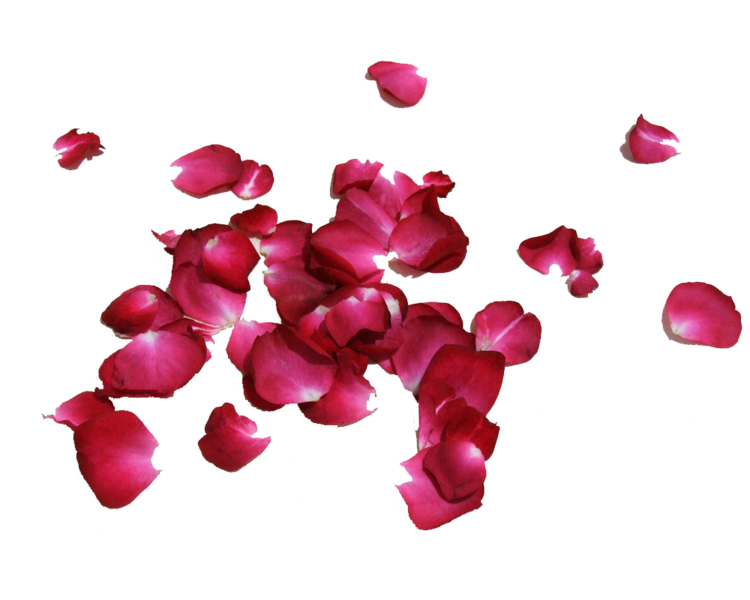 Petals Transparent Image