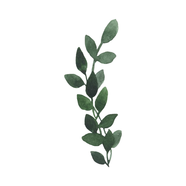 Plant Aesthetic Download Free PNG