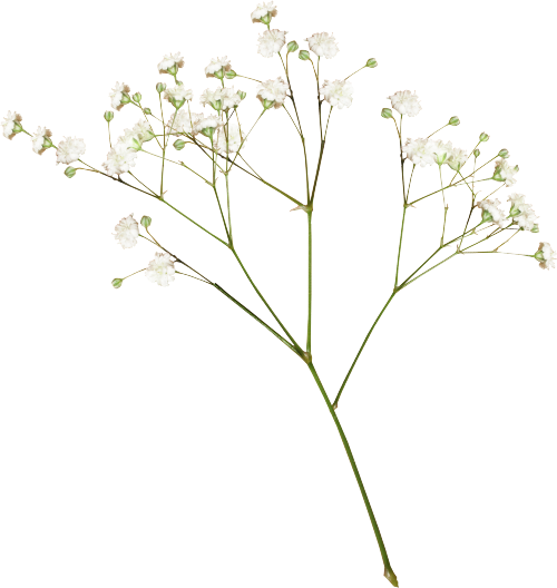 Plant Aesthetic PNG HD Quality