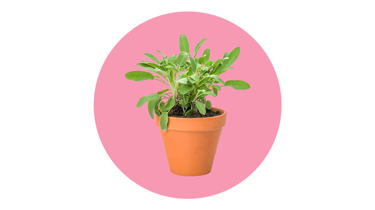 Plant Mom Aesthetics PNG Clipart Background
