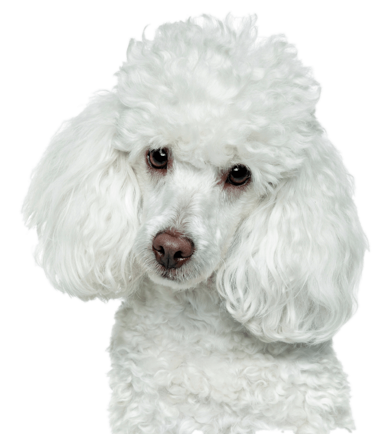 Poodle Download Free PNG