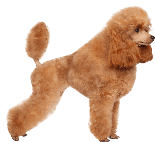 Poodle PNG Clipart Background