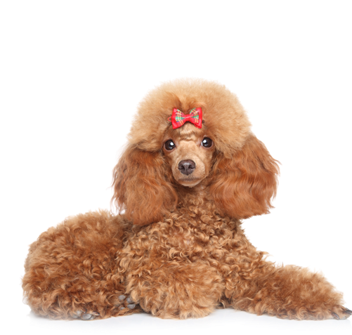 Poodle PNG HD Quality
