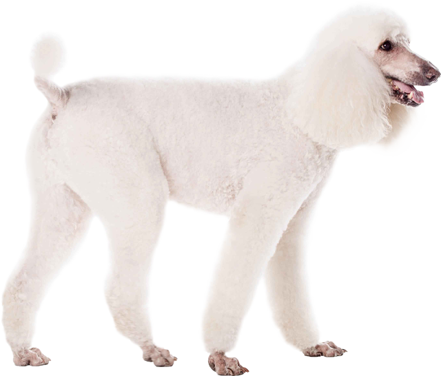Poodle Transparent Image