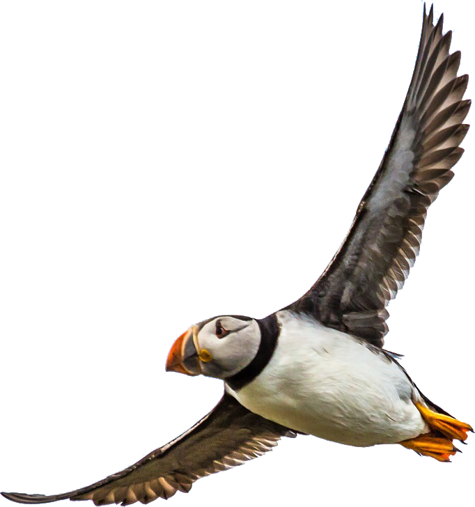 Puffin Download Free PNG