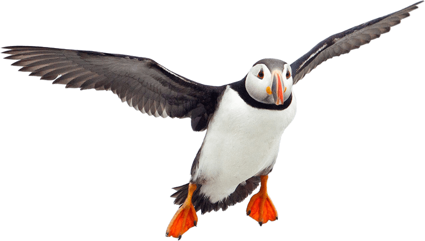 Puffin Free PNG