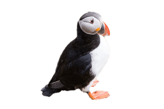 Puffin Free Picture PNG