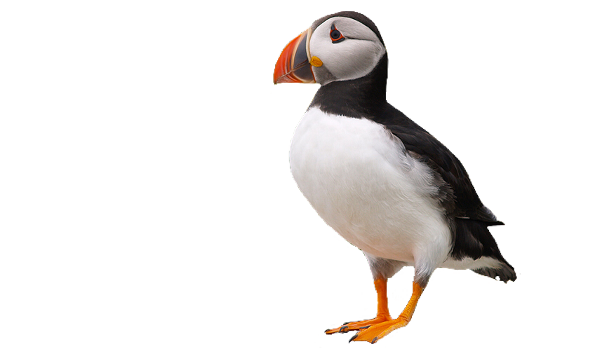 Puffin PNG HD Quality