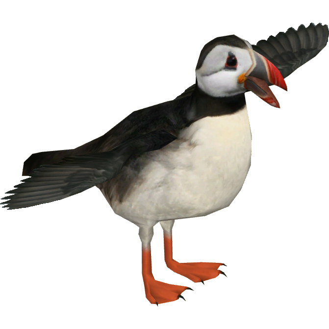 Puffin PNG Photo Image