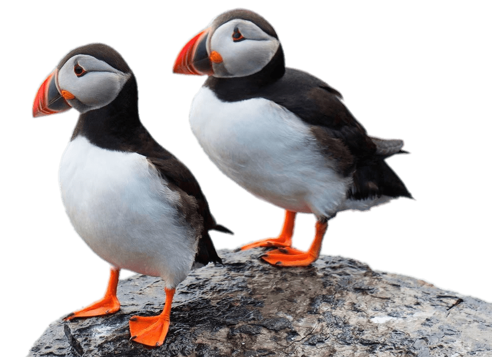 Puffin PNG Photos