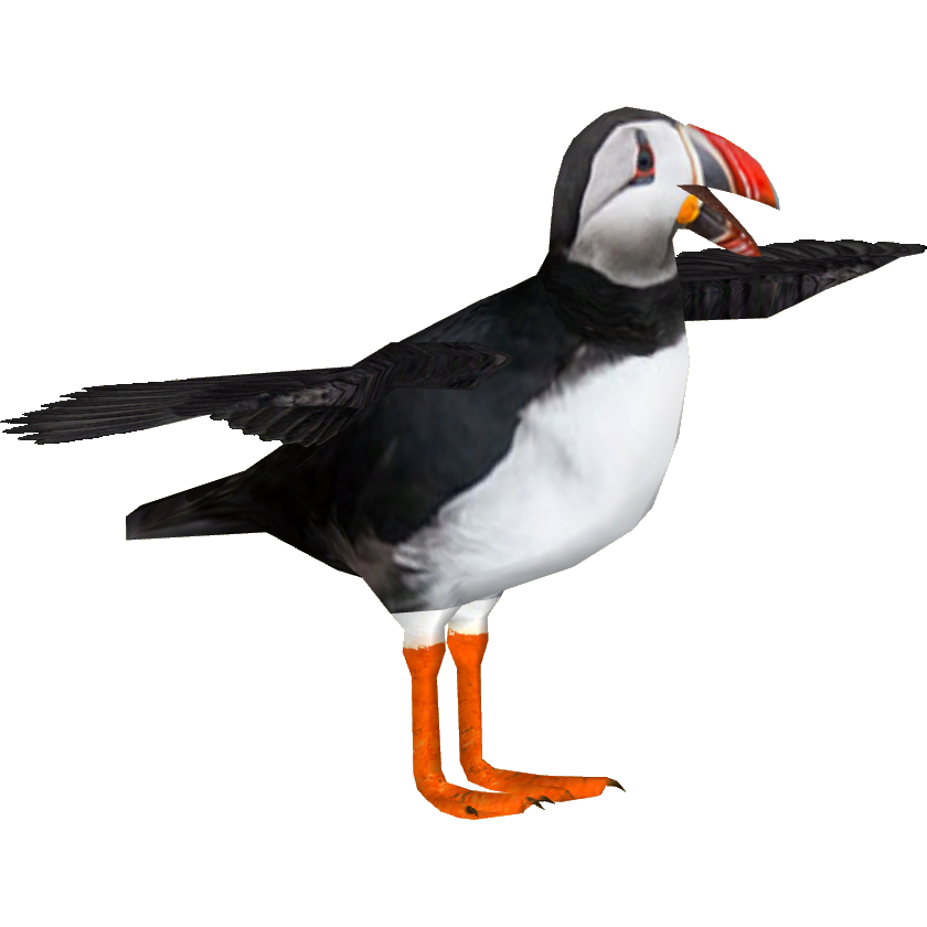 Puffin PNG Pic Background