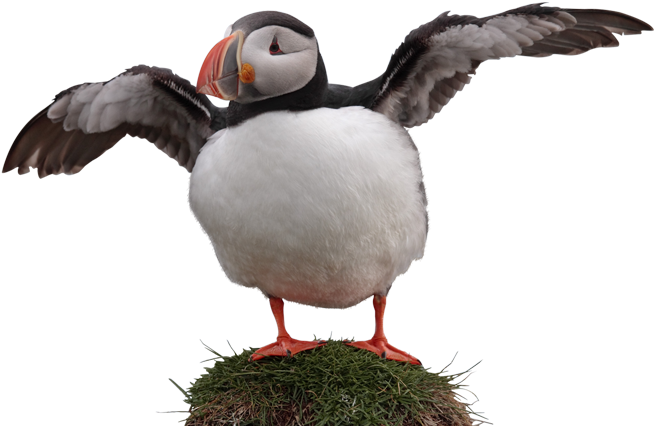 Puffin Transparent Free PNG