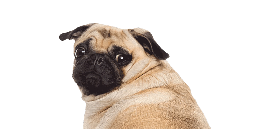 Pug No Background | PNG Play