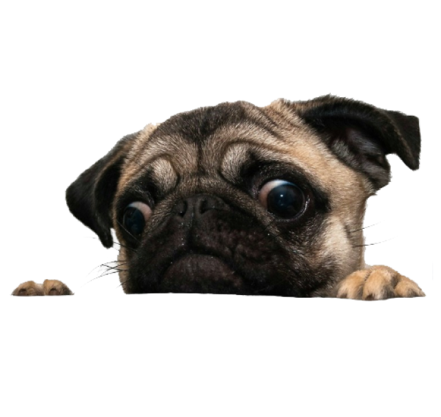Pug PNG Clipart Background