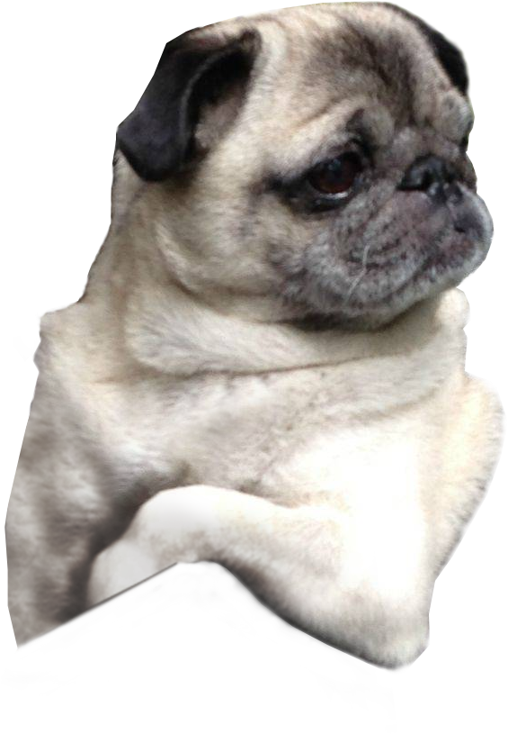 Pug PNG Images Transparent Background | PNG Play