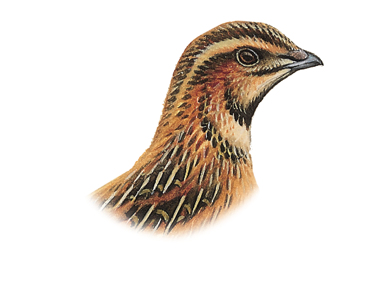 Quail PNG Clipart Background