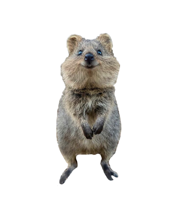 Quokka PNG Clipart Background