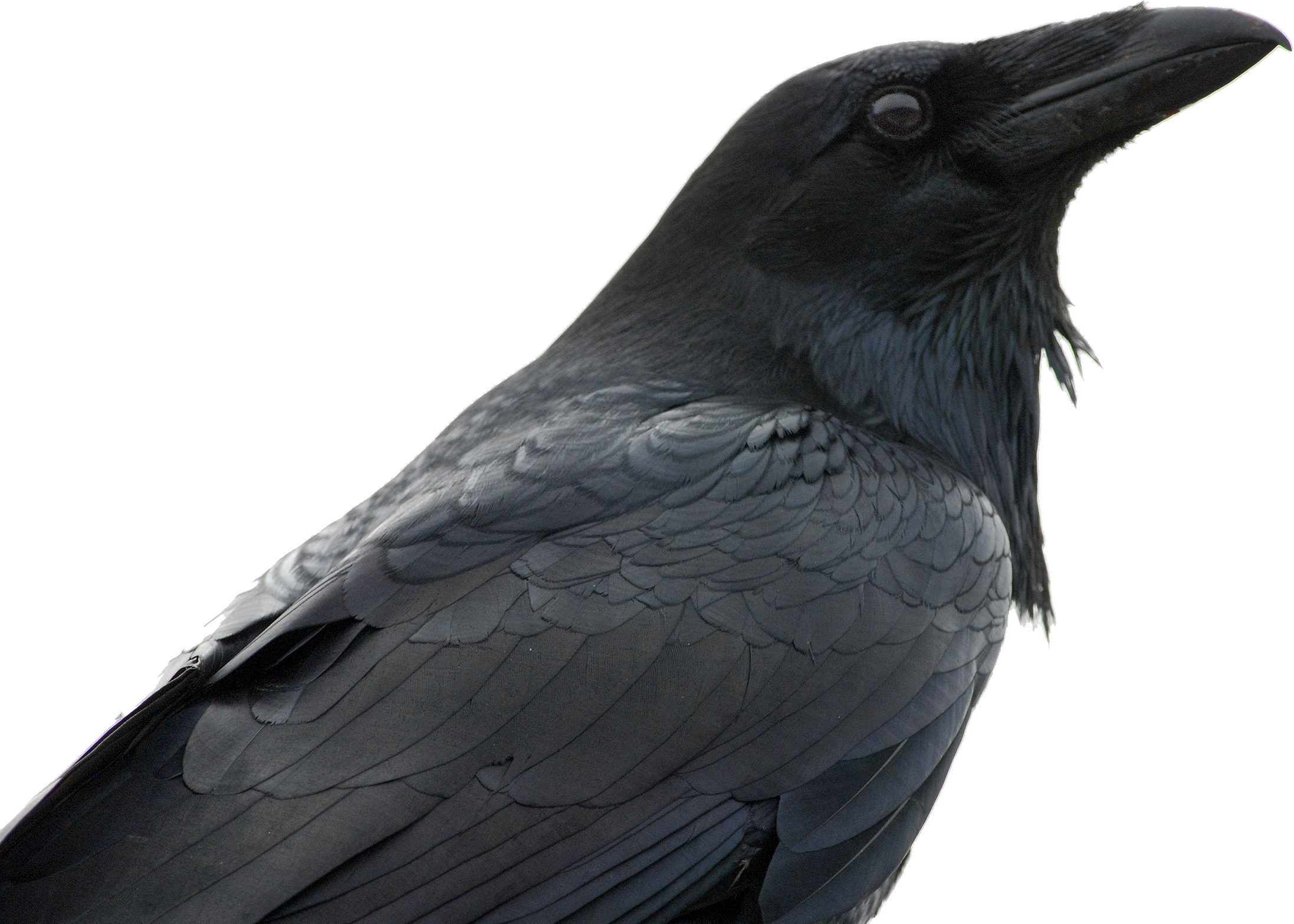 Raven Free Picture PNG