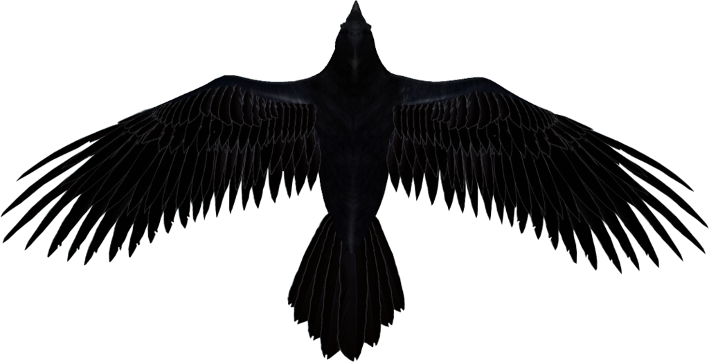 Raven PNG Images HD