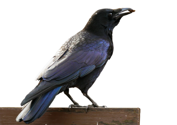 Raven PNG Photo Image
