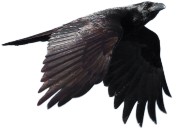 Raven PNG Photos