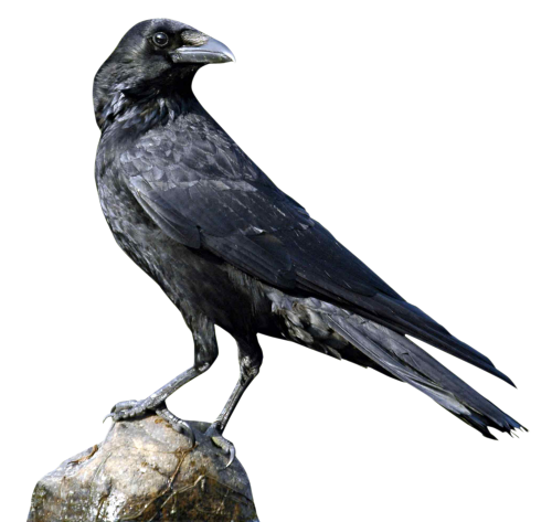 Raven Transparent Free PNG