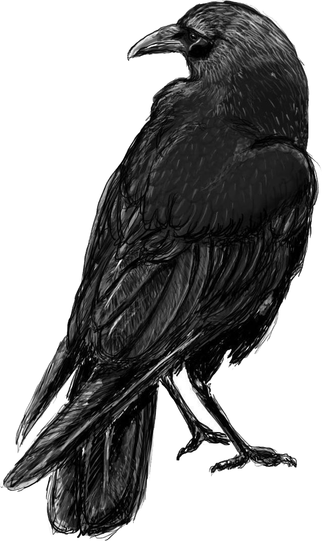 Raven Transparent Images