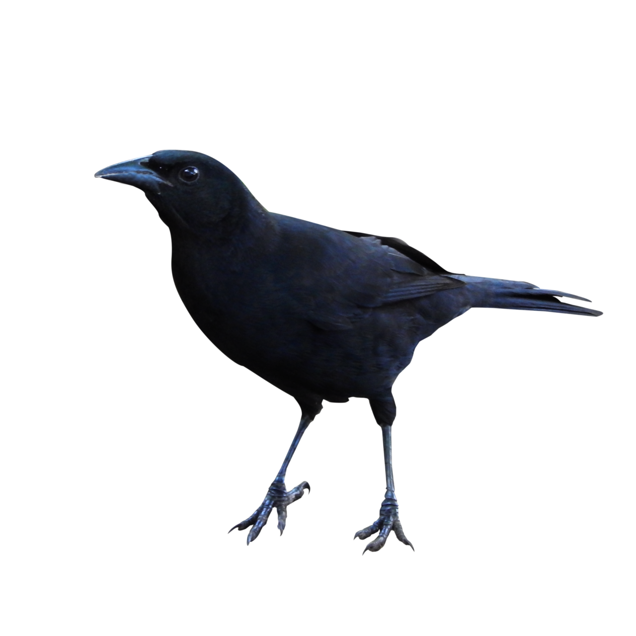 Raven Transparent PNG