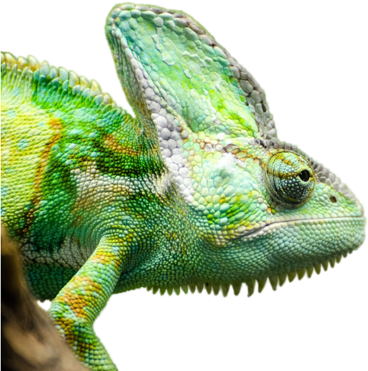 Reptile Background PNG Image