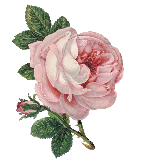 Rose Aesthetic Free PNG