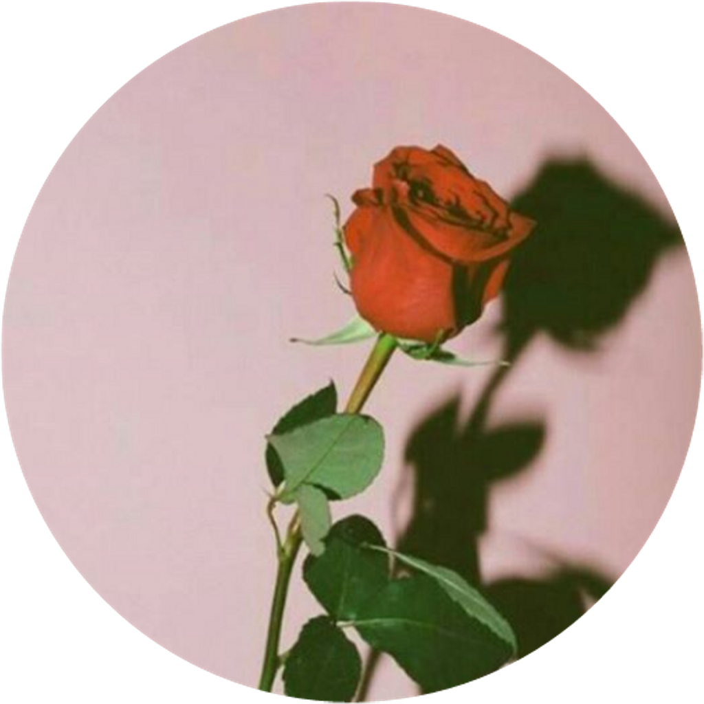 Rose Aesthetic Transparent Images