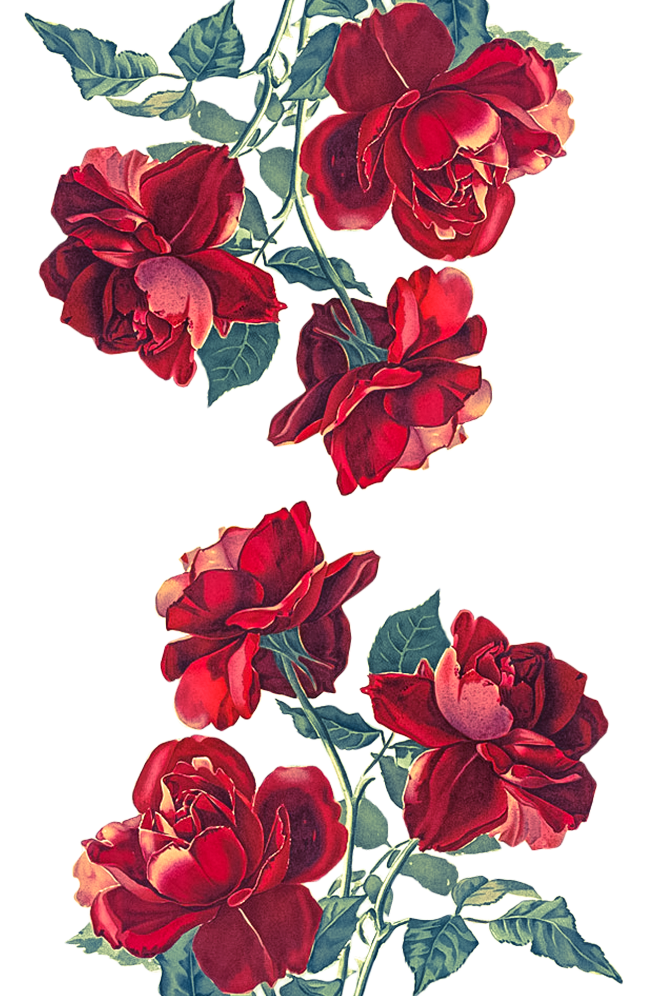 Rose Aesthetic Transparent PNG