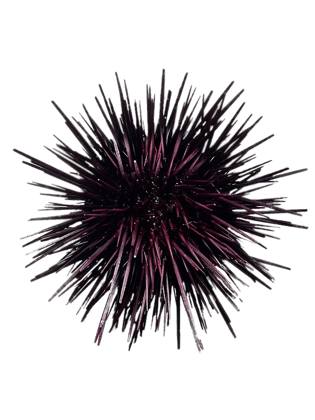 Sea Urchin Free PNG