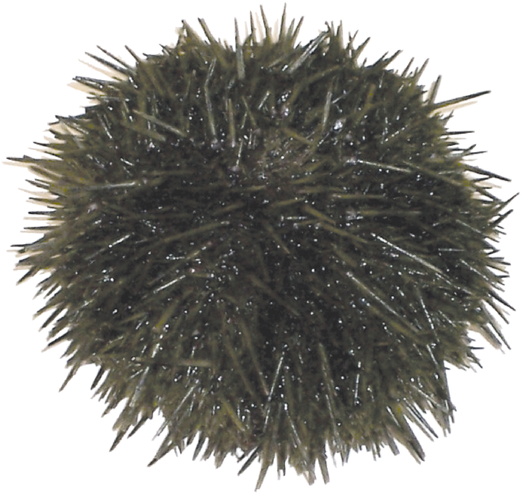 Sea Urchin PNG Free File Download