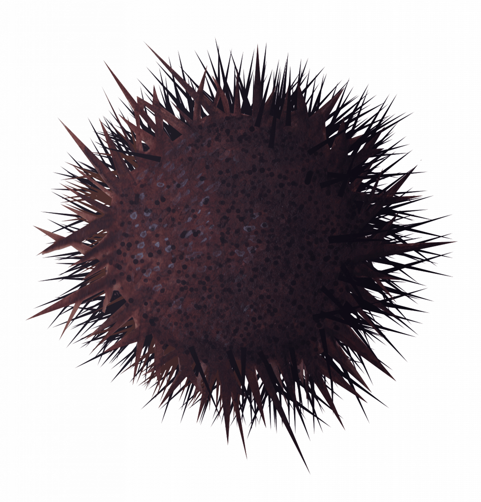 Sea Urchin PNG Images HD
