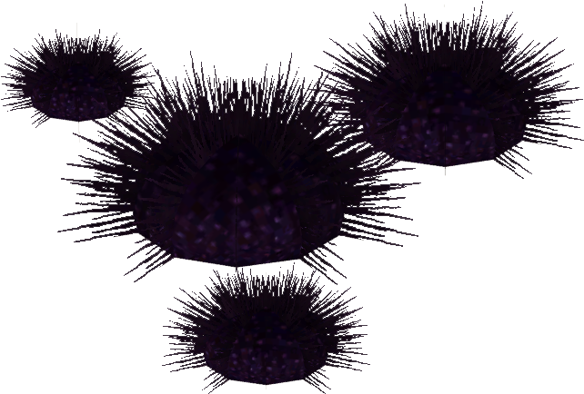 Sea Urchin PNG Photo Image