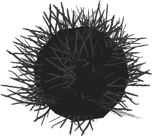 Sea Urchin PNG Pic Background