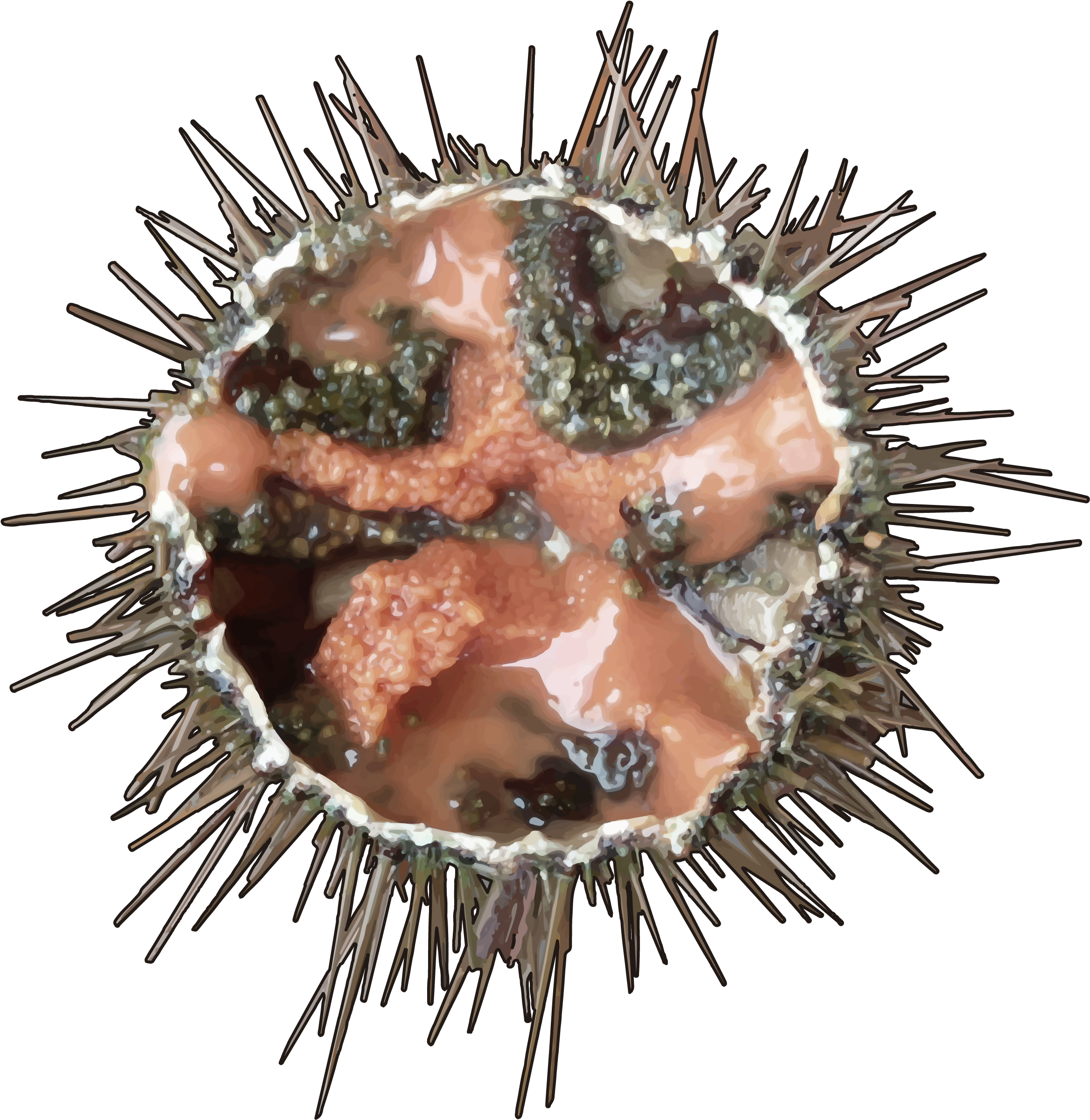 Sea Urchin Transparent Free PNG