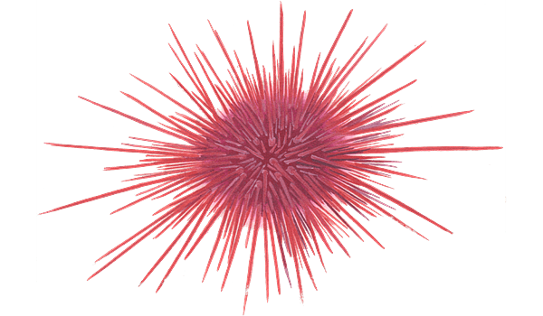 Sea Urchin Transparent Image
