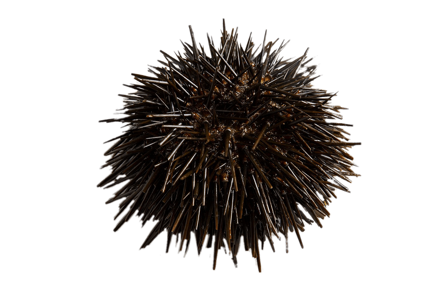 Sea Urchin Transparent Images