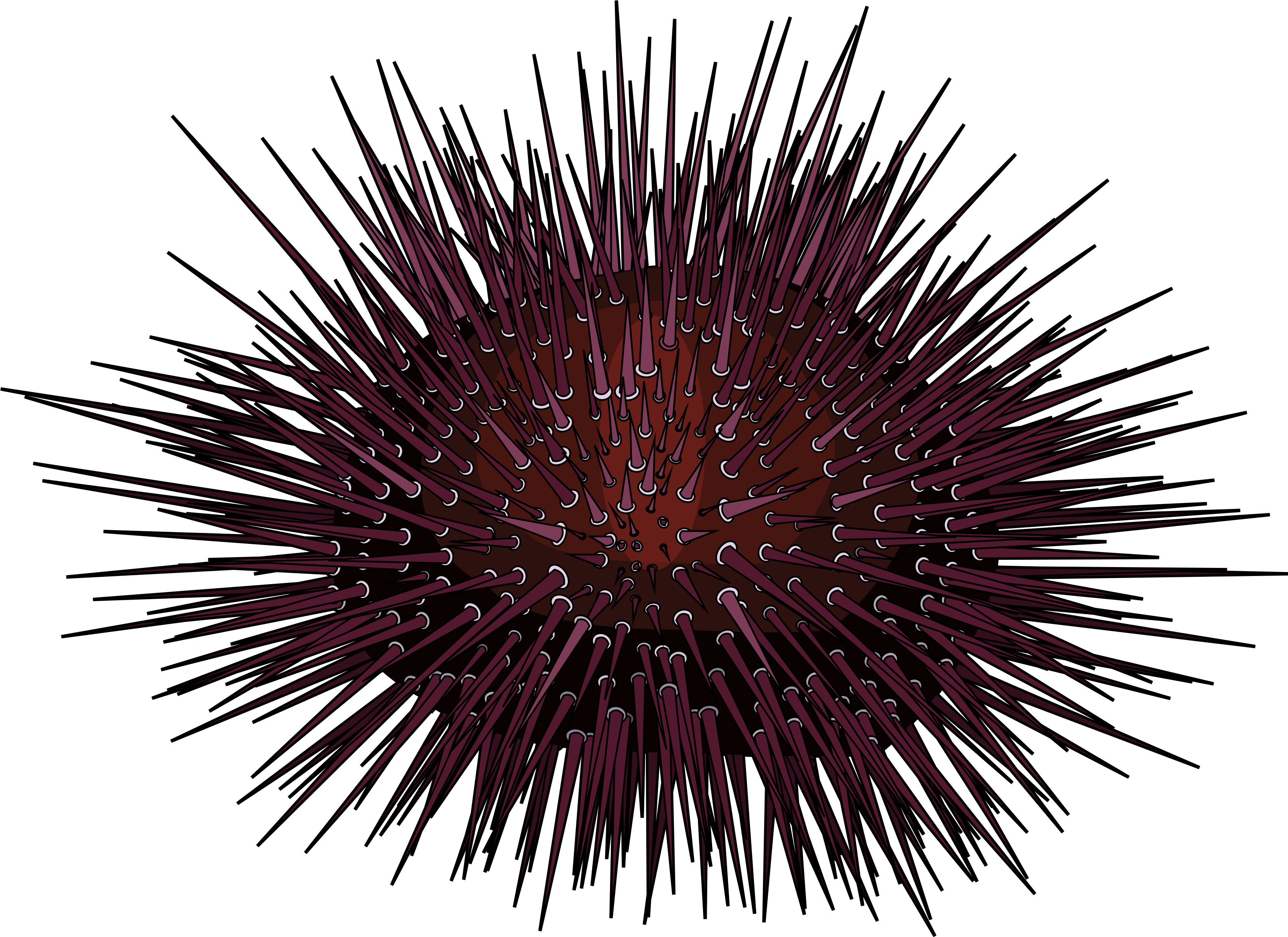 Sea Urchin Transparent PNG