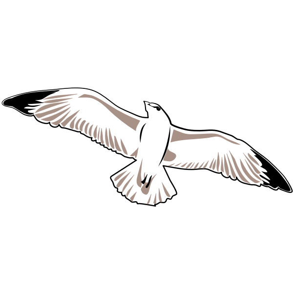 Seagulls Background PNG