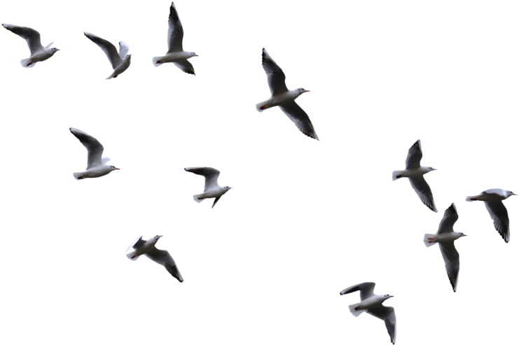 Seagulls Clipart Background PNG