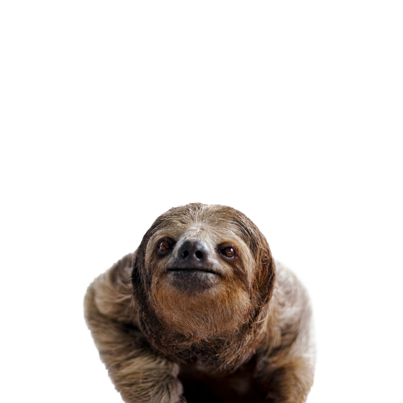 Sloth Background PNG