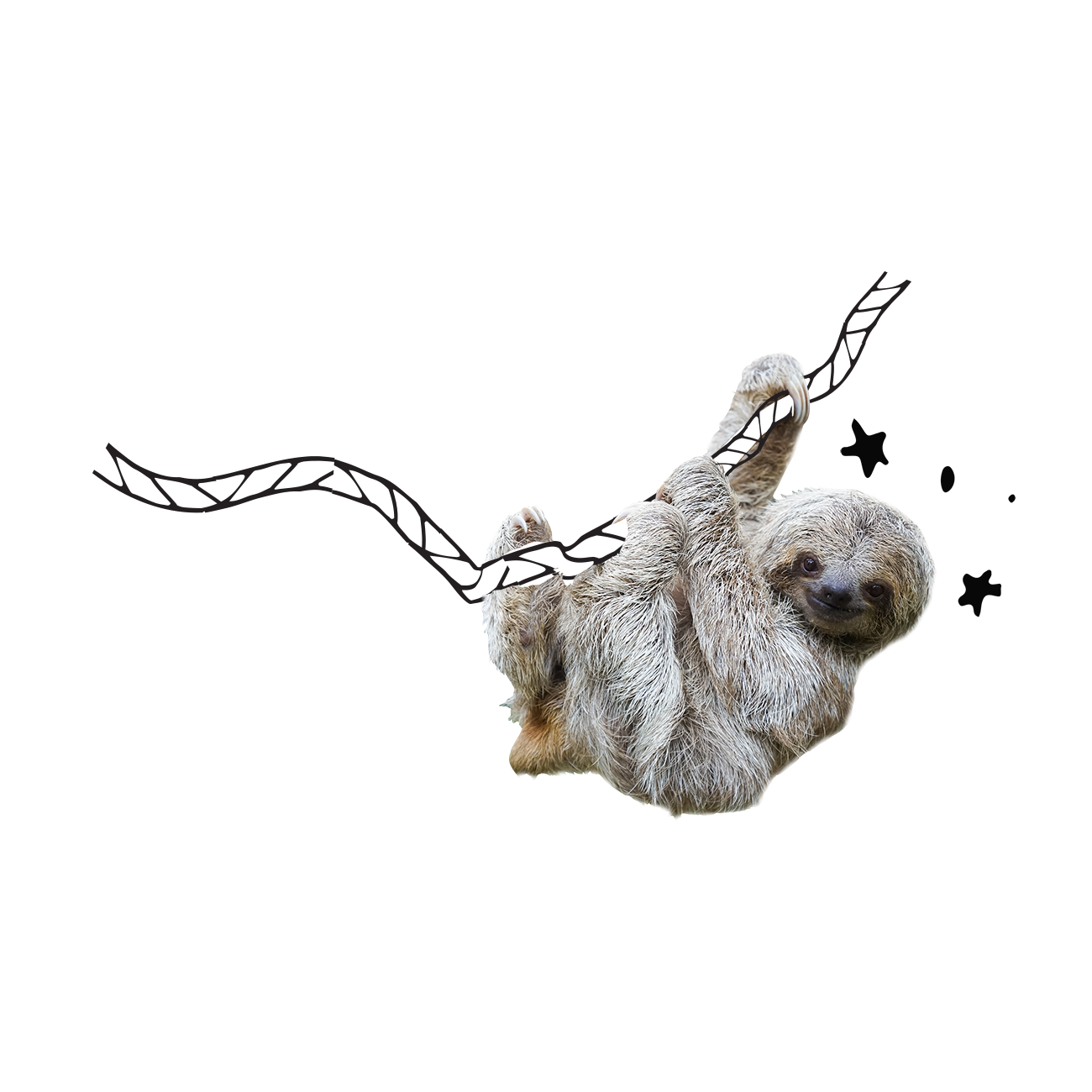 Sloth Free Picture PNG