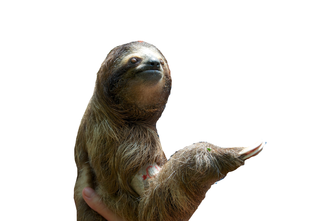 Sloth PNG Clipart Background