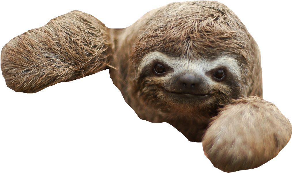 Sloth PNG Free File Download