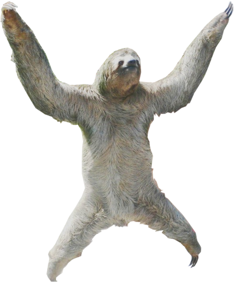 Sloth PNG Photo Image